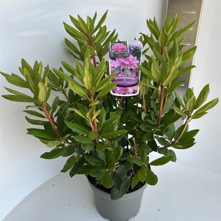Rhododendron 'Roseum Elegans' PAARS 40-50 cm cont. 5,0L - afbeelding 2