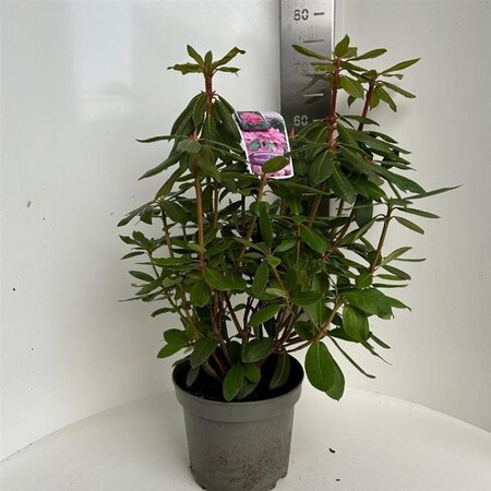 Rhododendron 'Roseum Elegans' PAARS 40-50 cm cont. 5,0L - afbeelding 2