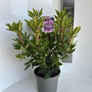 Rhododendron 'Roseum Elegans' PAARS 40-50 cm cont. 5,0L - afbeelding 3