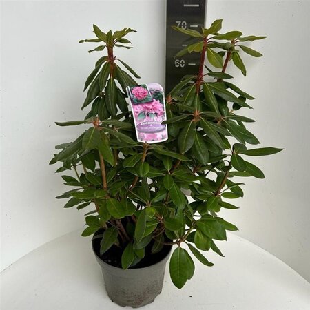 Rhododendron 'Roseum Elegans' PAARS 40-50 cm cont. 5,0L - afbeelding 3