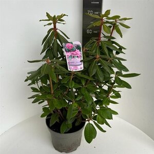 Rhododendron 'Roseum Elegans' PAARS 40-50 cm cont. 5,0L - afbeelding 3