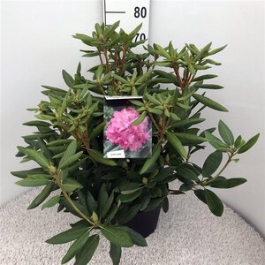 Rhododendron 'Roseum Elegans' PAARS 50-60 cm cont. 10L - afbeelding 2