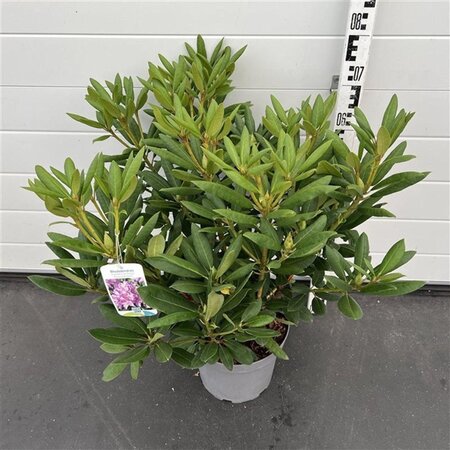 Rhododendron 'Roseum Elegans' PAARS 50-60 cm cont. 7,5L - afbeelding 4