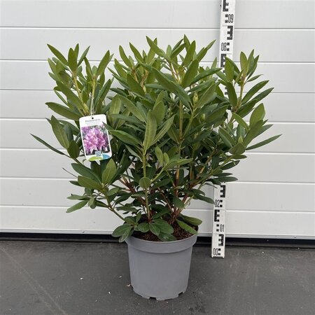 Rhododendron 'Roseum Elegans' PAARS 50-60 cm cont. 7,5L - afbeelding 3