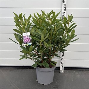 Rhododendron 'Roseum Elegans' PAARS 50-60 cm cont. 7,5L - afbeelding 5