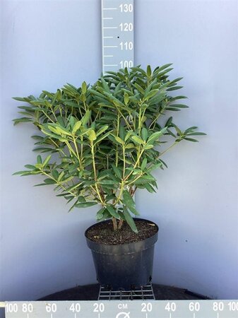 Rhododendron 'Roseum Elegans' PAARS 60-80 cm cont. 20L - afbeelding 4