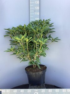 Rhododendron 'Roseum Elegans' PAARS 60-80 cm cont. 20L - afbeelding 4