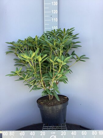 Rhododendron 'Roseum Elegans' PAARS 60-80 cm cont. 20L - afbeelding 5