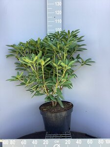 Rhododendron 'Roseum Elegans' PAARS 60-80 cm cont. 20L - afbeelding 5
