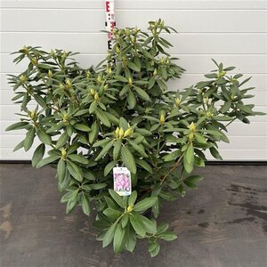 Rhododendron 'Roseum Elegans' PAARS 60-80 cm cont. 20L - afbeelding 2