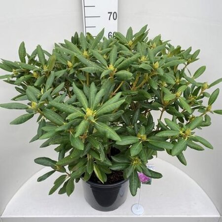 Rhododendron 'Roseum Elegans' PAARS 60-80 cm cont. 20L - afbeelding 3