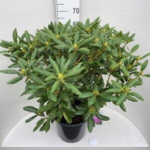 Rhododendron 'Roseum Elegans' PAARS 60-80 cm cont. 20L - afbeelding 3