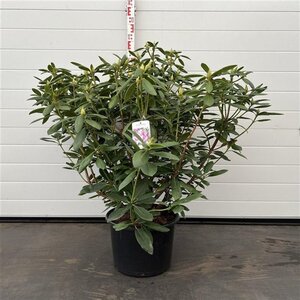 Rhododendron 'Roseum Elegans' PAARS 60-80 cm cont. 20L - afbeelding 3