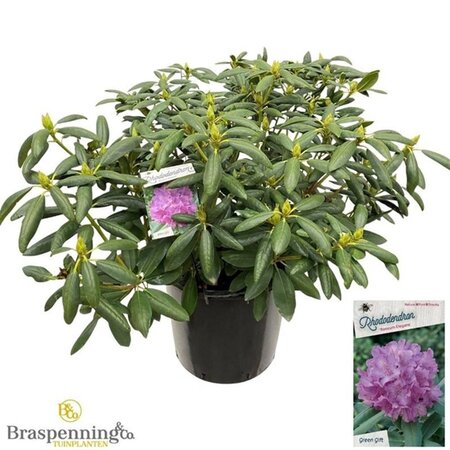 Rhododendron 'Roseum Elegans' PAARS 70-80 cm cont. 40L