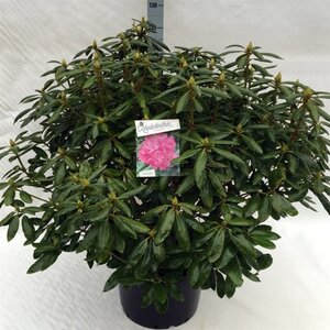 Rhododendron 'Roseum Elegans' PAARS 80-100 cm cont. 40L - afbeelding 2