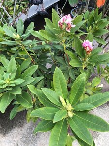 Rhododendron 'Roseum Elegans' PAARS 90-100 cm cont. 25L