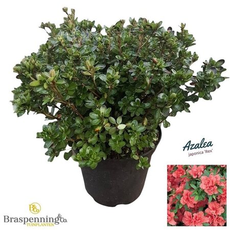 Rhododendron (AJ) 'Rex' 40-50 cm cont. 10L