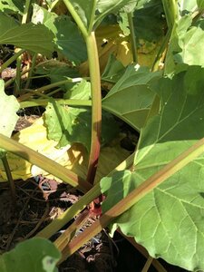 Rheum rhabarbarum geen maat specificatie 0,55L/P9cm