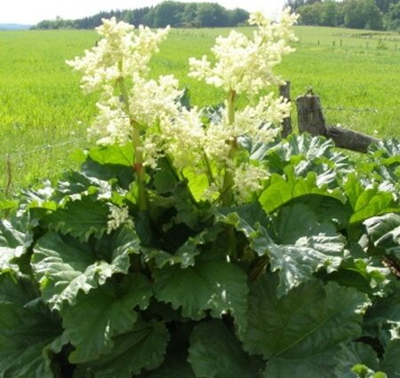 Rheum rhabarbarum geen maat specificatie 0,55L/P9cm - afbeelding 5