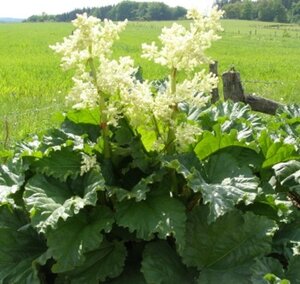 Rheum rhabarbarum geen maat specificatie 0,55L/P9cm - afbeelding 5