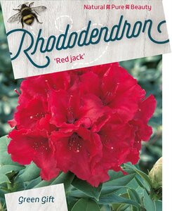 Rhododendron 'Red Jack' ROOD 60-80 cm cont. 20L - afbeelding 3