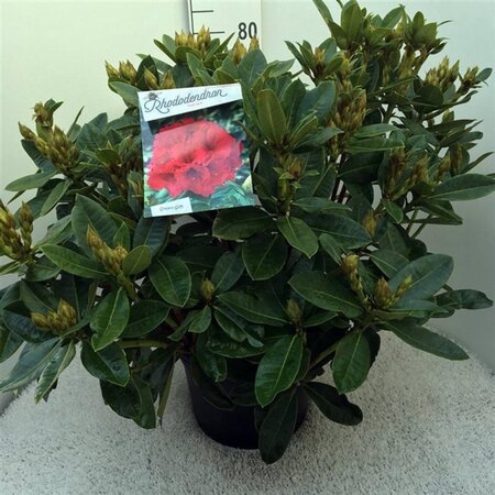 Rhododendron 'Red Jack' ROOD 60-80 cm cont. 20L - afbeelding 1