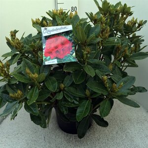 Rhododendron 'Red Jack' ROOD 60-80 cm cont. 20L - afbeelding 4