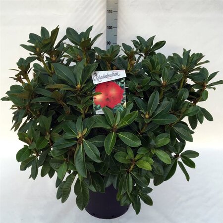 Rhododendron 'Red Jack' ROOD 60-80 cm cont. 30L - image 1