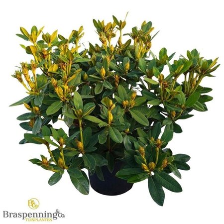 Rhododendron 'Red Jack' ROOD 70-80 cm cont. 40L