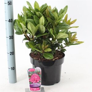 Rhododendron 'Rocket' ROZE 30-40 cm cont. 5,0L