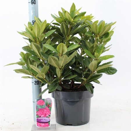 Rhododendron 'Rocket' ROZE 30-40 cm cont. 5,0L - afbeelding 3