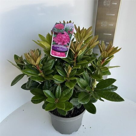 Rhododendron 'Rocket' ROZE 40-50 cm cont. 5,0L - afbeelding 1