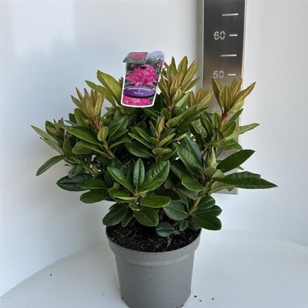 Rhododendron 'Rocket' ROZE 40-50 cm cont. 5,0L - afbeelding 2