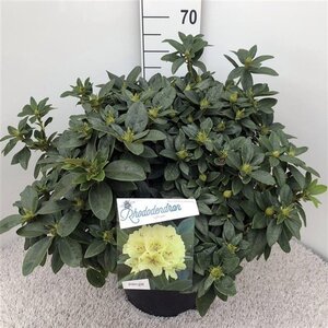 Rhododendron 'Saffrano' 50-60 cm cont. 20L