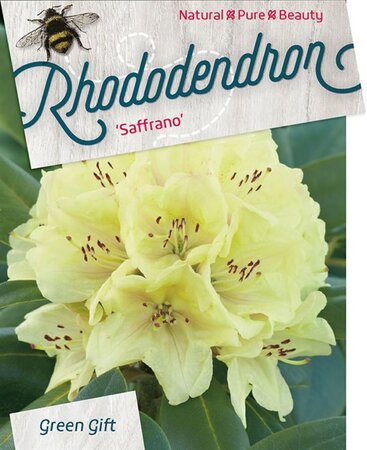 Rhododendron 'Saffrano' 50-60 cm cont. 20L - afbeelding 2