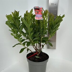 Rhododendron (AK) 'Satan' 30-40 cm cont. 5,0L
