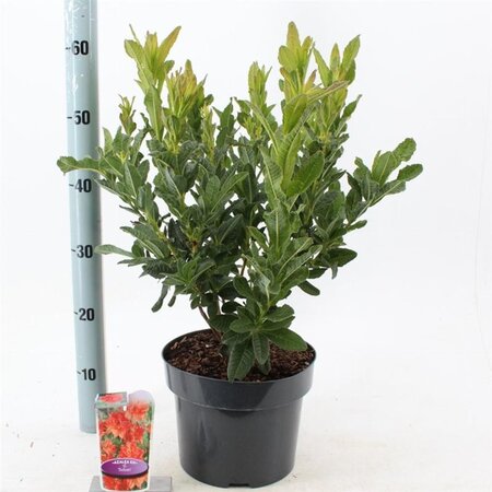 Rhododendron (AK) 'Satan' 30-40 cm cont. 5,0L - afbeelding 2