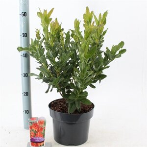 Rhododendron (AK) 'Satan' 30-40 cm cont. 5,0L - afbeelding 2