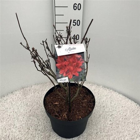 Rhododendron (AK) 'Satan' 50-60 cm cont. 10L - afbeelding 1