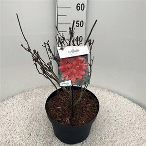 Rhododendron (AK) 'Satan' 50-60 cm cont. 10L