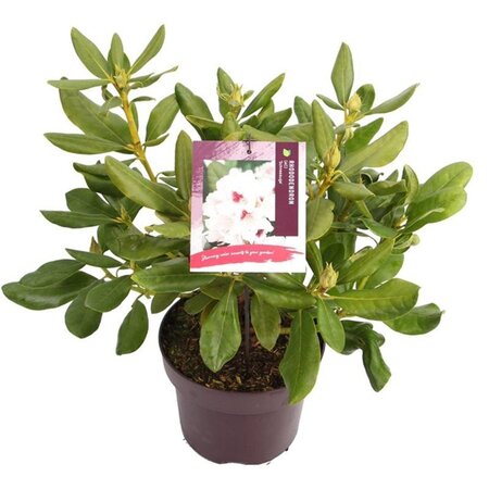Rhododendron (AC) 'Schneeauge' 30-40 cm cont. 5,0L