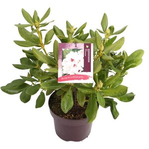 Rhododendron (AC) 'Schneeauge' 30-40 cm cont. 5,0L