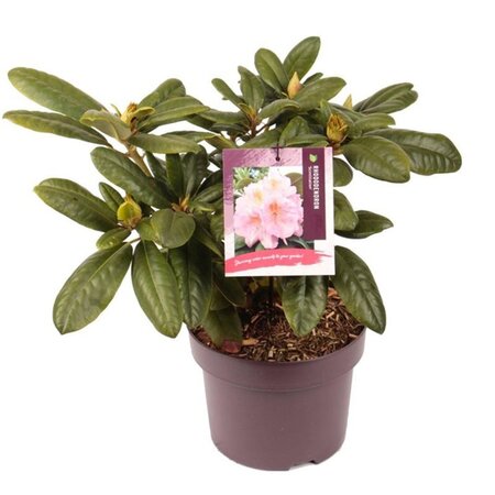 Rhododendron 'Scintillation' ROZE 30-40 cm cont. 5,0L