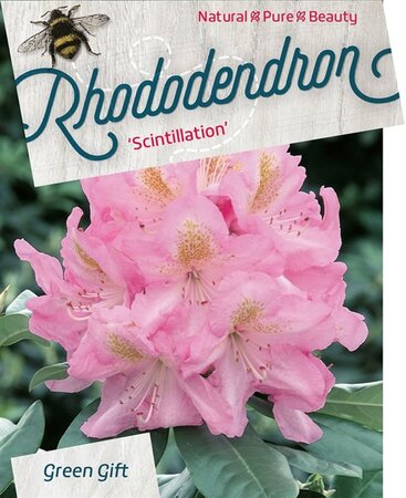 Rhododendron 'Scintillation' ROZE 40-50 cm cont. 10L - afbeelding 1