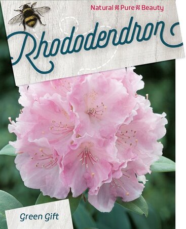 Rhododendron (Y) 'Silberwolke' WIT 40-50 cm cont. 10L - afbeelding 1