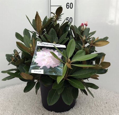 Rhododendron (Y) 'Silberwolke' WIT 40-50 cm cont. 10L - afbeelding 2