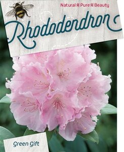 Rhododendron (Y) 'Silberwolke' WIT 40 cm cont. 10L bol