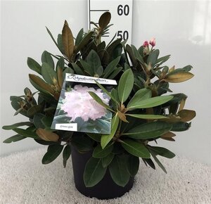 Rhododendron (Y) 'Silberwolke' WIT 40 cm cont. 10L bol - afbeelding 2