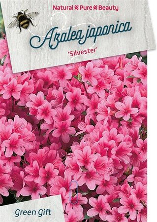 Rhododendron (AJ) 'Silvester' 40-50 cm cont. 10L - afbeelding 1