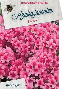 Rhododendron (AJ) 'Silvester' 40-50 cm cont. 10L